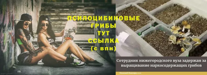 Псилоцибиновые грибы Psilocybine cubensis  магазин продажи   Гаврилов-Ям 